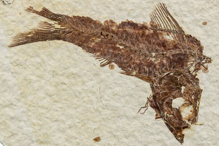 Fossil Fish (Knightia) - Green River Formation #233118